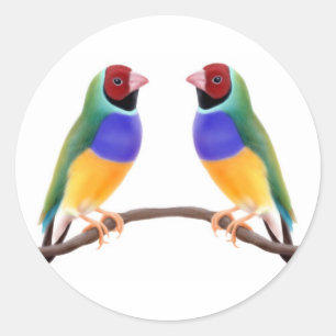Gouldian Finch Vrienden Ronde Sticker