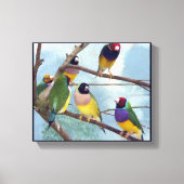 Gouldian Finches Canvas Afdruk (Voorkant)