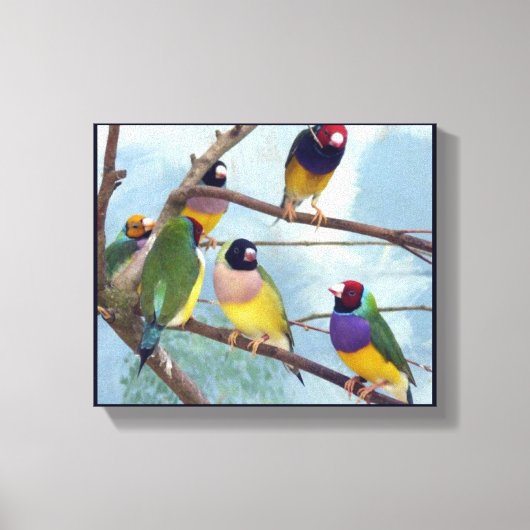 Gouldian Finches Canvas Afdruk (Voorkant)