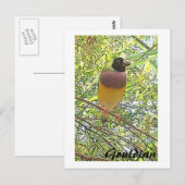 Gouldian-kaart Briefkaart (Voorkant / Achterkant)