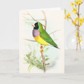 Gouldian Rainbow Finch bedreigde Australische voge Kaart (Gele Bloem)