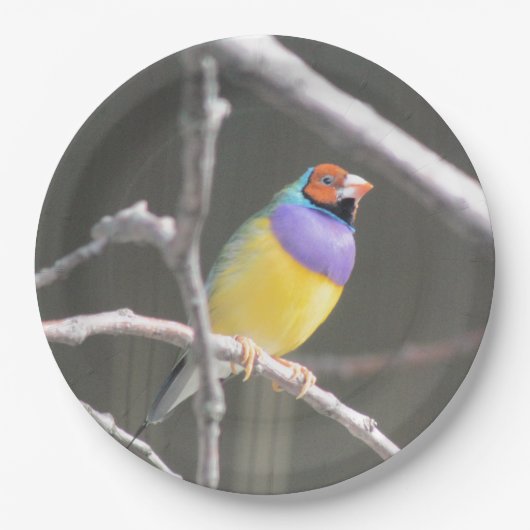 Gouldian vinch papieren bordje (Voorkant)