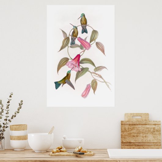Goulds Hummingbird Poster (Keuken)