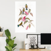 Goulds Hummingbird Poster (Thuiskantoor)
