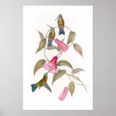 Goulds Hummingbird Poster (Voorkant)