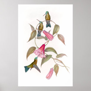 Goulds Hummingbird Poster