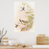 Goulds Hummingbird Poster (Keuken)