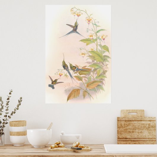 Goulds Hummingbird Poster (Keuken)