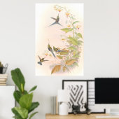 Goulds Hummingbird Poster (Thuiskantoor)