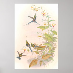Goulds Hummingbird Poster