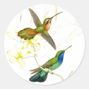 Goulds Hummingbird Stickers
