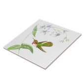 Goulds Hummingbird Tile Tegeltje (Zijkant)
