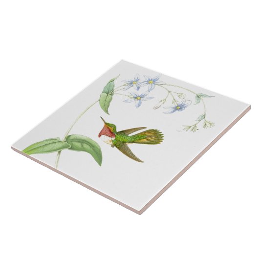 Goulds Hummingbird Tile Tegeltje (Zijkant)