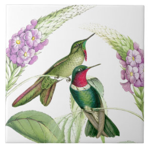 Goulds Hummingbird Tile Tegeltje