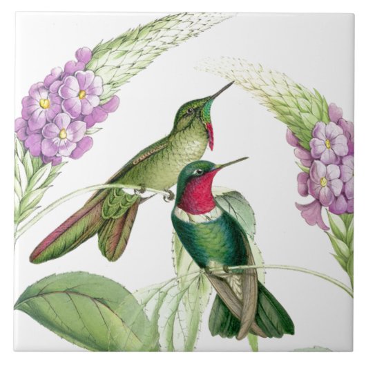 Goulds Hummingbird Tile Tegeltje (Voorkant)