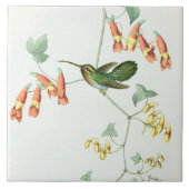 Goulds Hummingbird Tile Tegeltje (Voorkant)