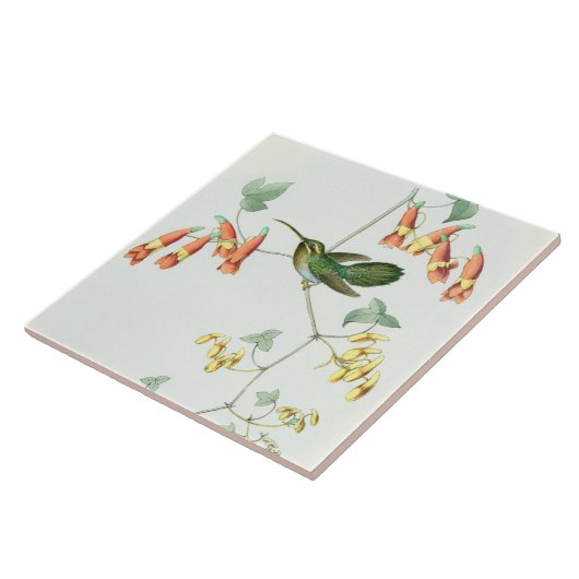 Goulds Hummingbird Tile Tegeltje (Zijkant)