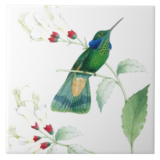 Goulds Hummingbird Tile Tegeltje (Voorkant)