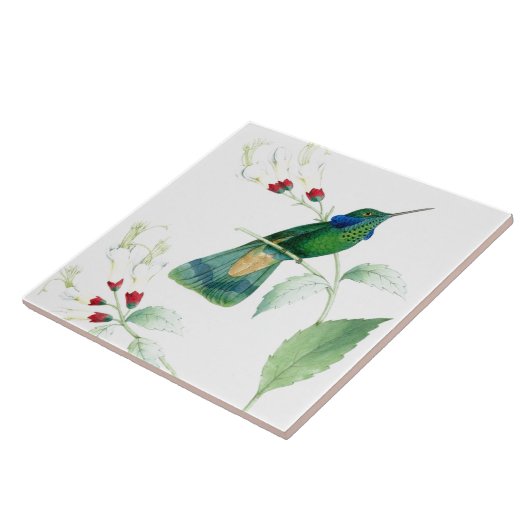 Goulds Hummingbird Tile Tegeltje (Zijkant)
