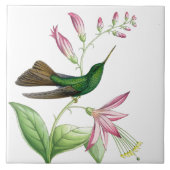 Goulds Hummingbird Tile Tegeltje (Voorkant)