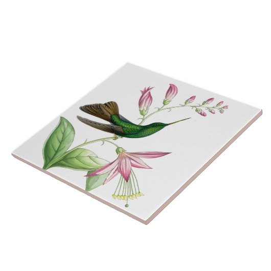 Goulds Hummingbird Tile Tegeltje (Zijkant)