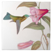 Goulds Hummingbird Tile Tegeltje (Voorkant)