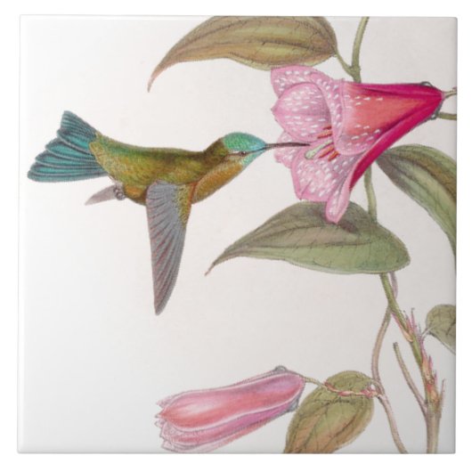 Goulds Hummingbird Tile Tegeltje (Voorkant)