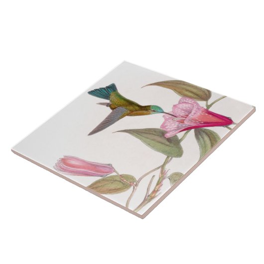 Goulds Hummingbird Tile Tegeltje (Zijkant)
