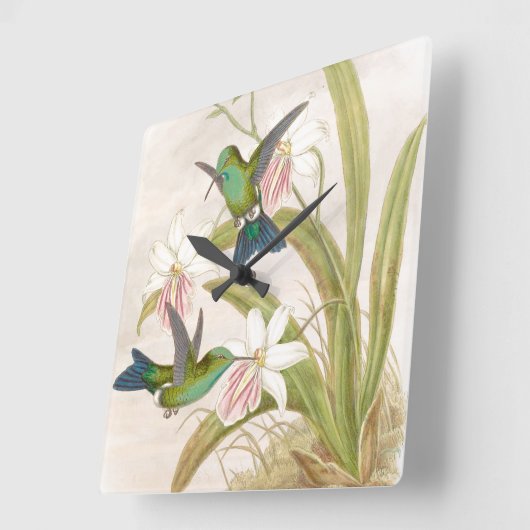 Goulds Hummingbird Wall klok (Hoek)
