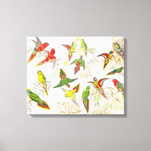 Goulds Lorikeet Parrot Vogels Verpakt Canvas Print (Voorkant)