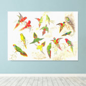 Goulds Lorikeet Parrot Vogels Verpakt Canvas Print (Insitu (Houten vloer))