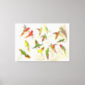 Goulds Lorikeet Parrot Vogels Verpakt Canvas Print (Voorkant)