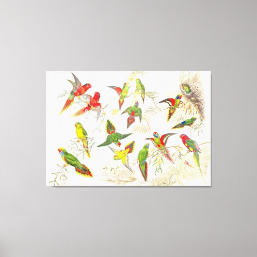 Goulds Lorikeet Parrot Vogels Verpakt Canvas Print (Voorkant)