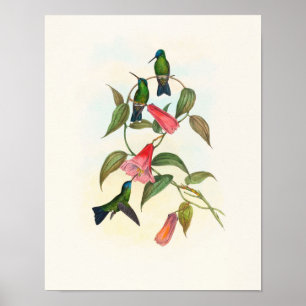 Gould's Wood Nymph door John Gould Prent Poster