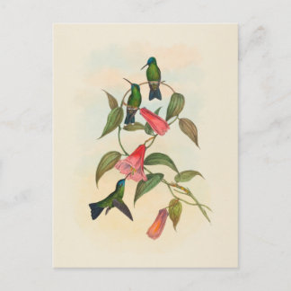 Gould's Wood Nymph | John Gould Briefkaart