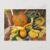 Gourd Assortment Briefkaart (Voorkant)