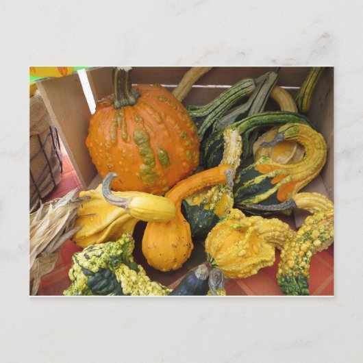 Gourd Assortment Briefkaart (Voorkant)