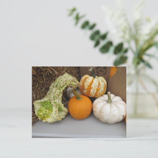 Gourd Assortment Briefkaart (Staand voorkant)