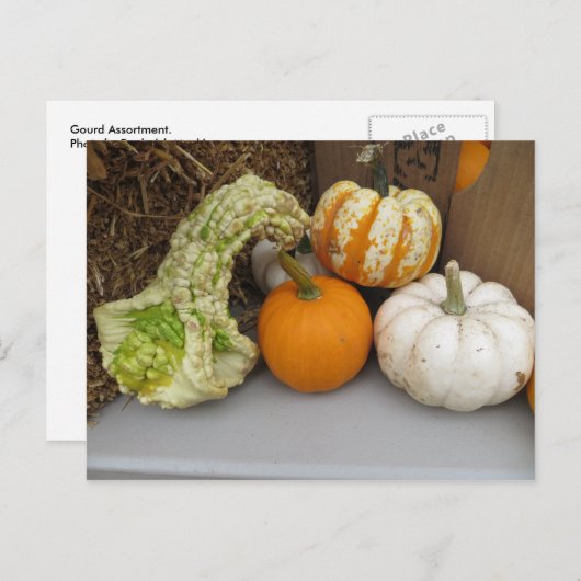 Gourd Assortment Briefkaart (Voorkant / Achterkant)