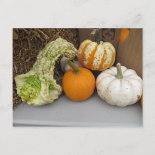 Gourd Assortment Briefkaart