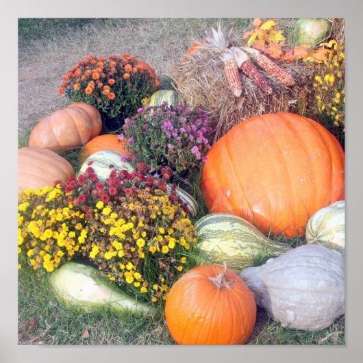 Gourds en pompoenen poster (Voorkant)