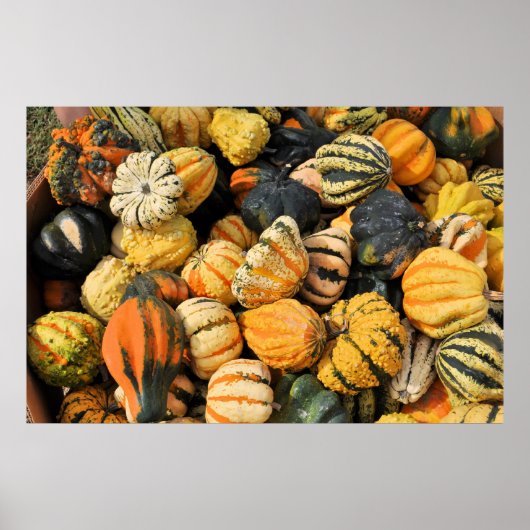 Gourds Galore. -poster Poster (Voorkant)