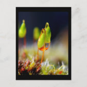 Gouttes d'Eau" Briefkaart (Voorkant)