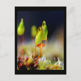 Gouttes d'Eau" Briefkaart