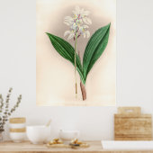Govenia Deliciosa Orchidee Flower Poster (Keuken)