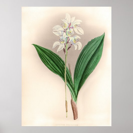 Govenia Deliciosa Orchidee Flower Poster (Voorkant)