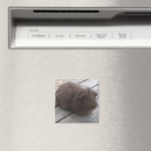 GP-magneet Magneet (Insitu (Vaatwasser))