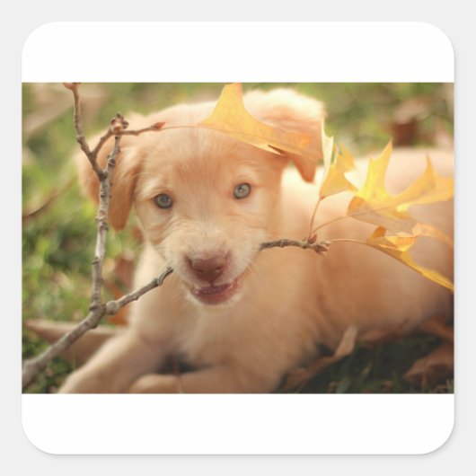 gr pup met tak vierkante sticker (Voorkant)