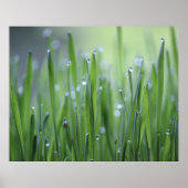 Graad met Poster van dauwdruppels (Voorkant)