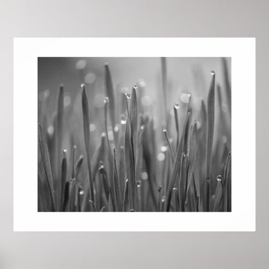 Graad met Poster van dauwdruppels (Voorkant)